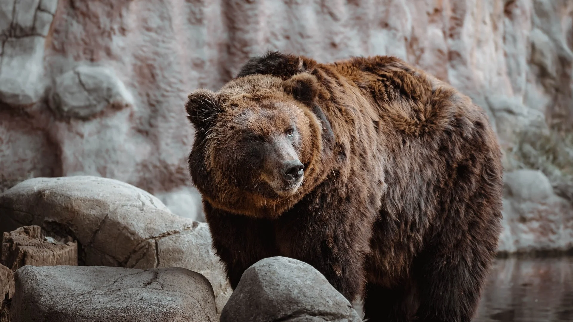 orso