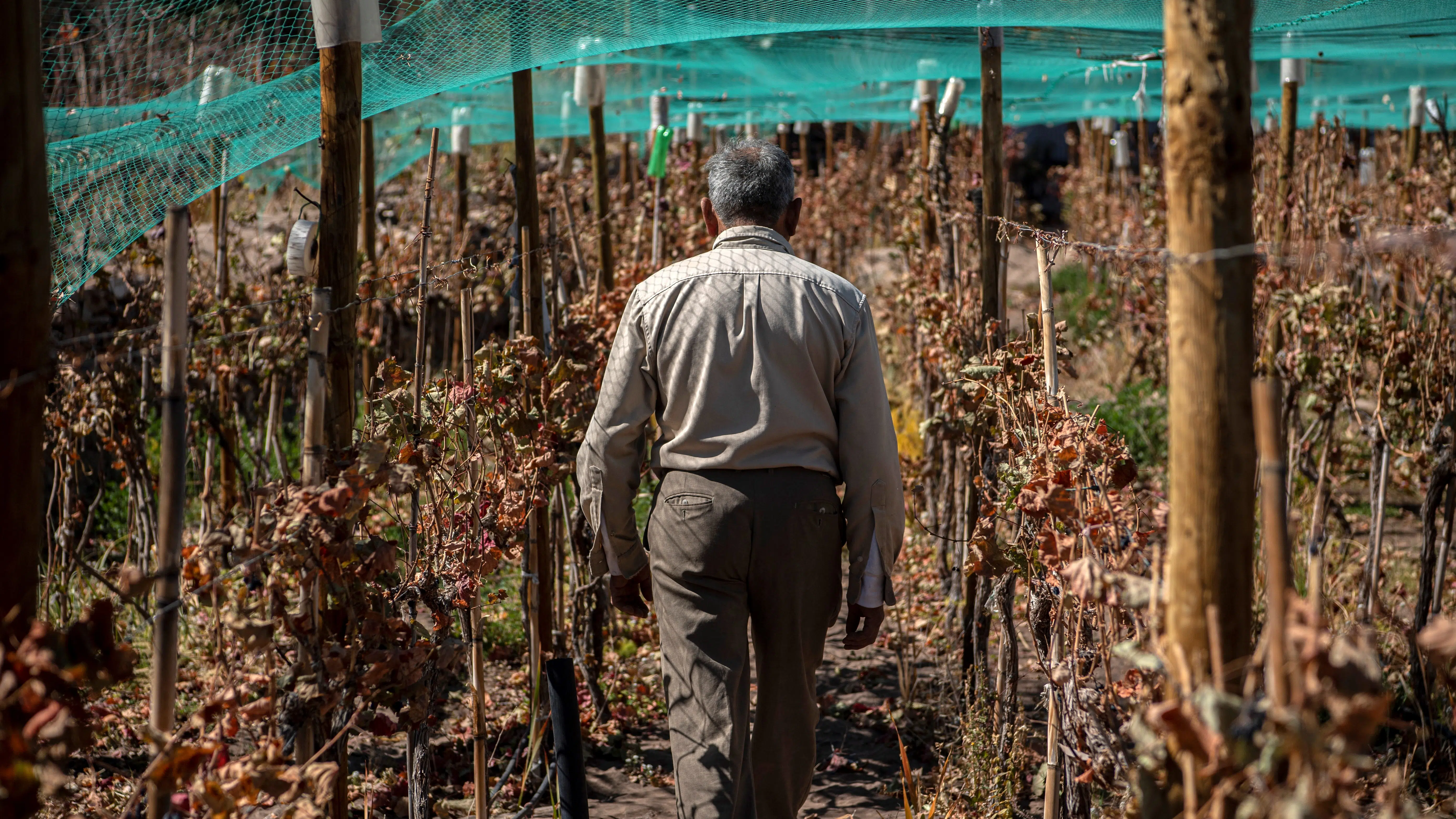 vino atacama
