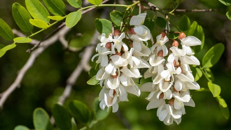 robinia