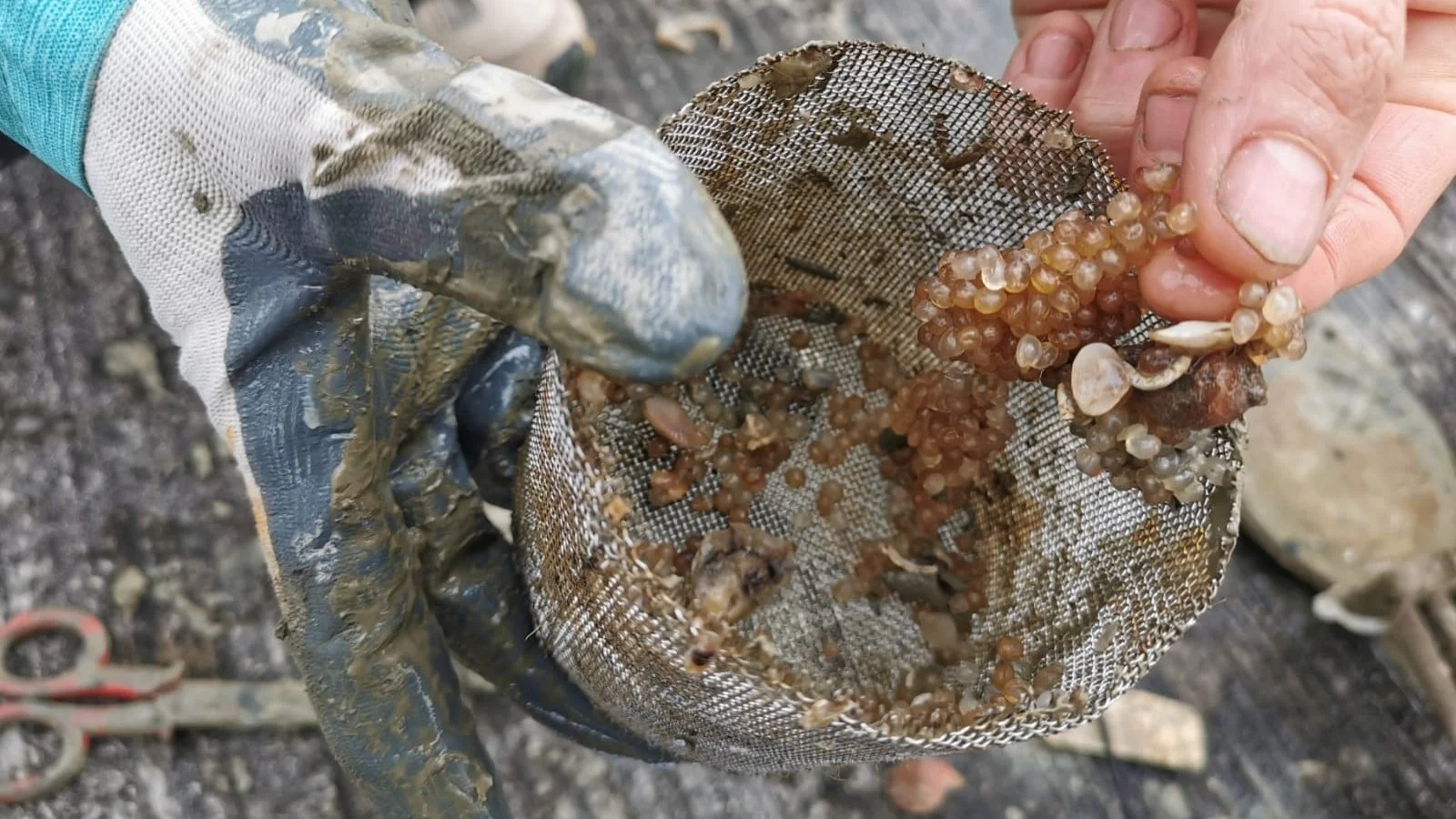 bioplastiche