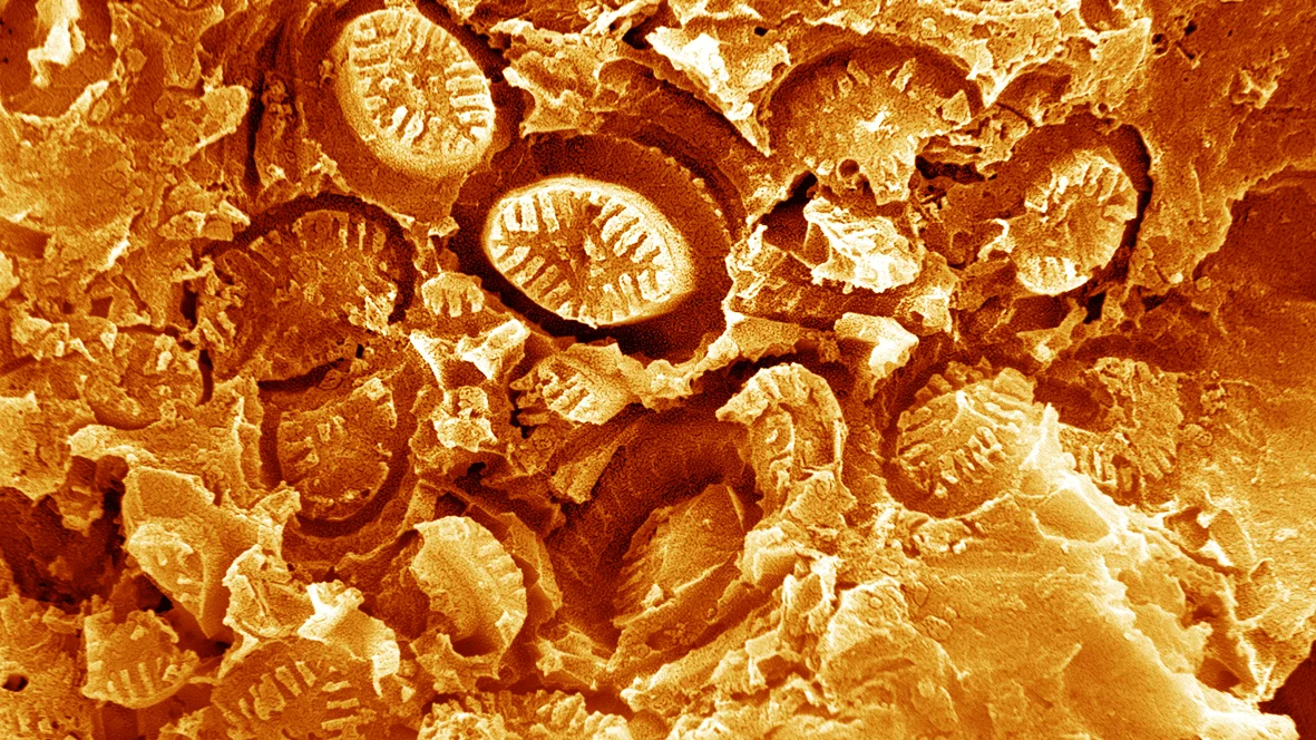 fossili