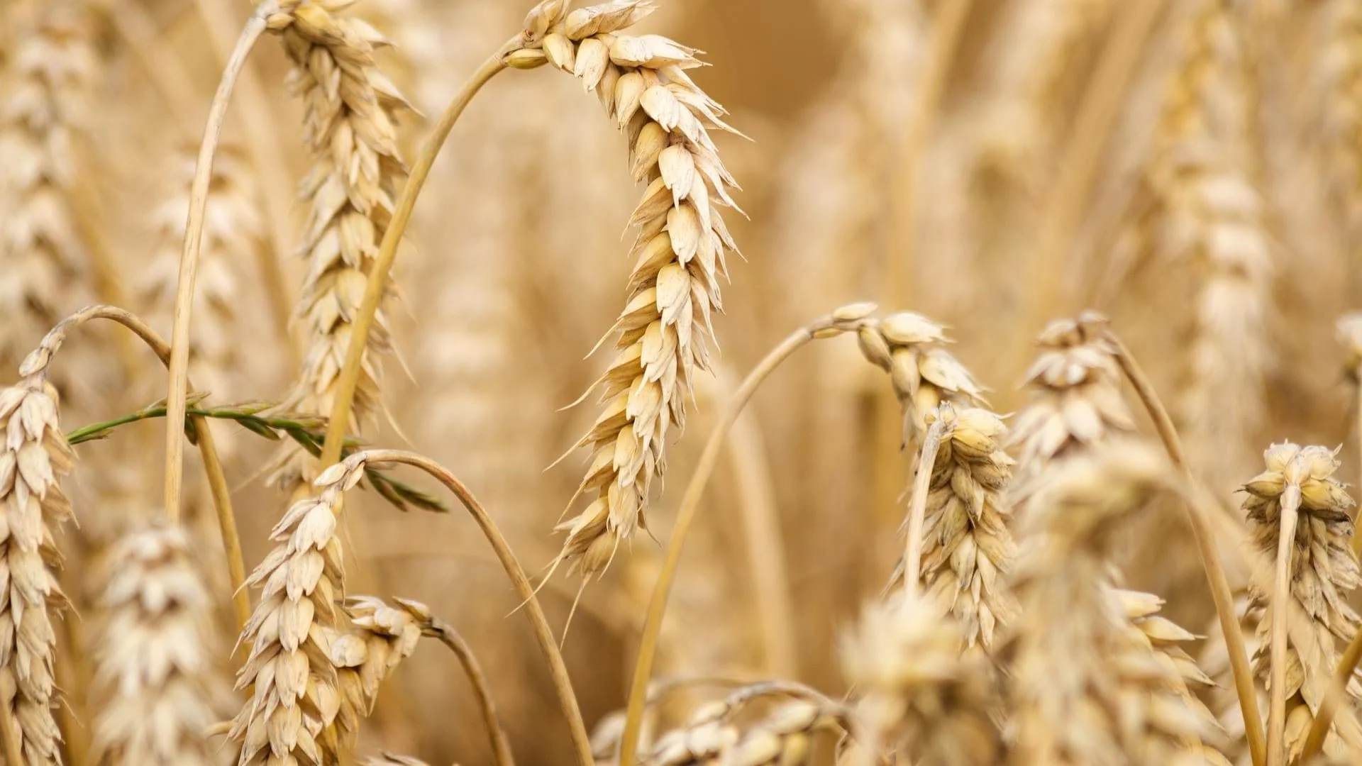 grano