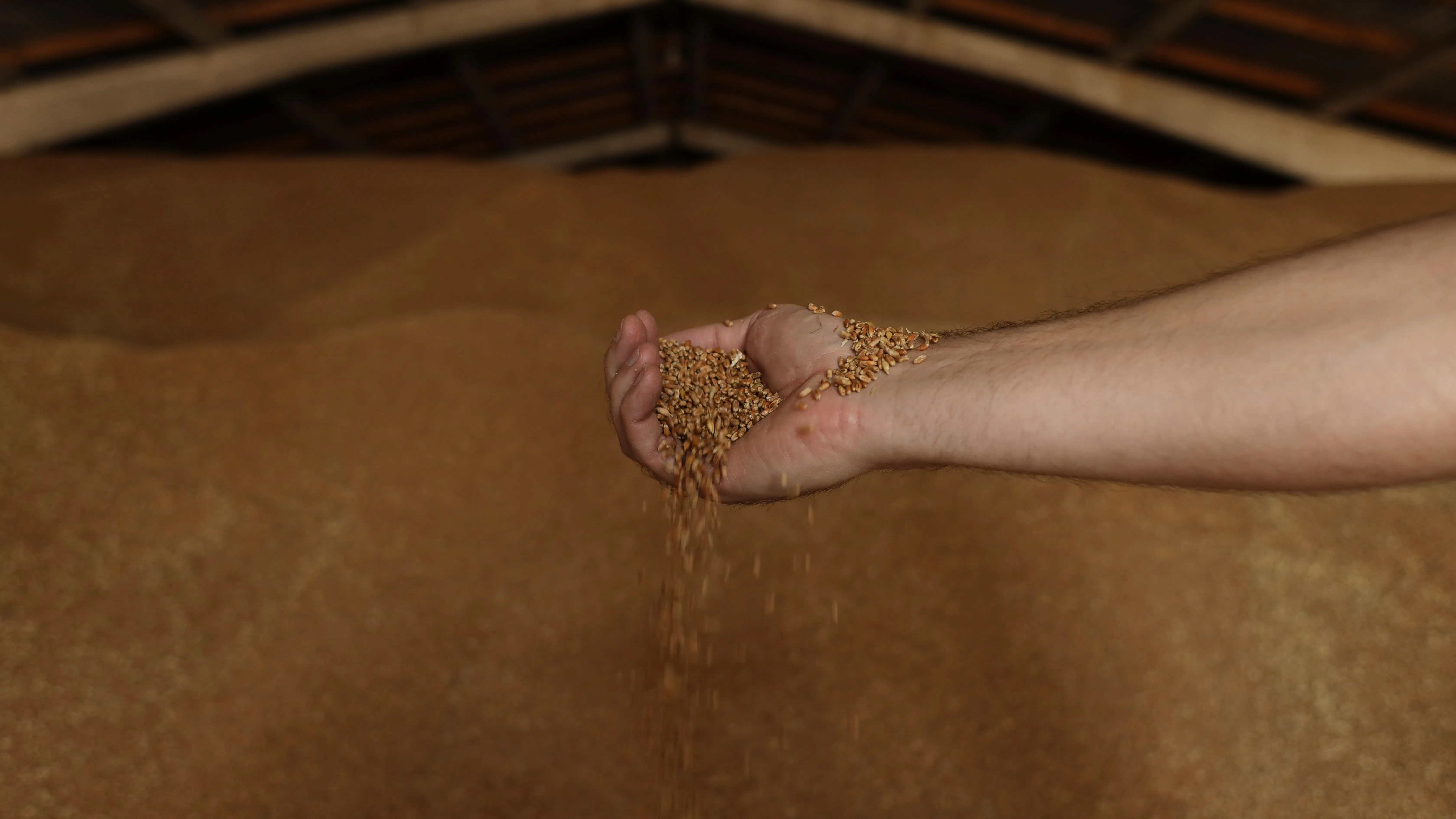 grano