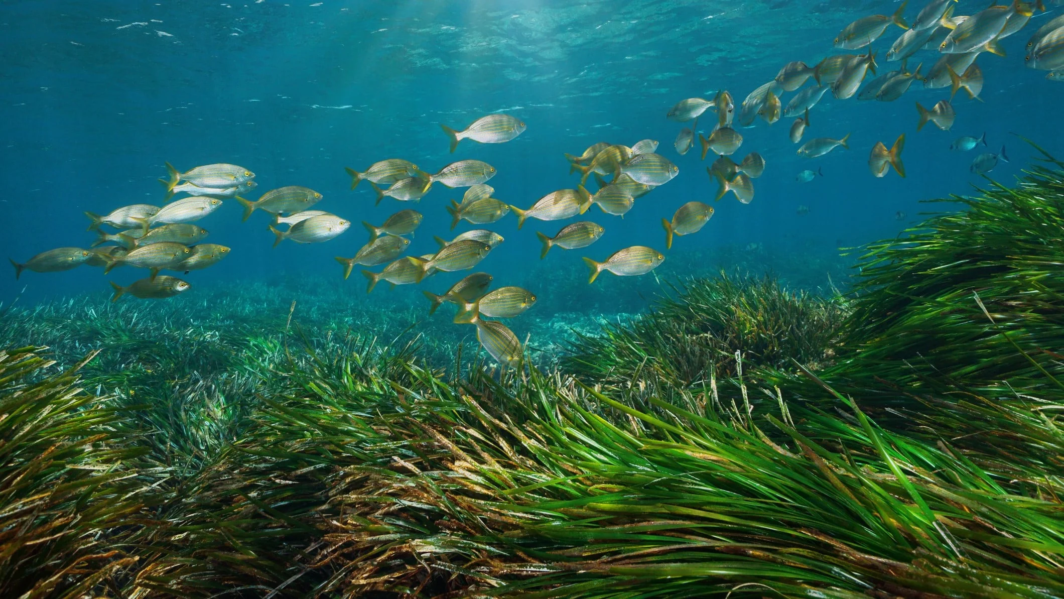 Posidonia oceanica