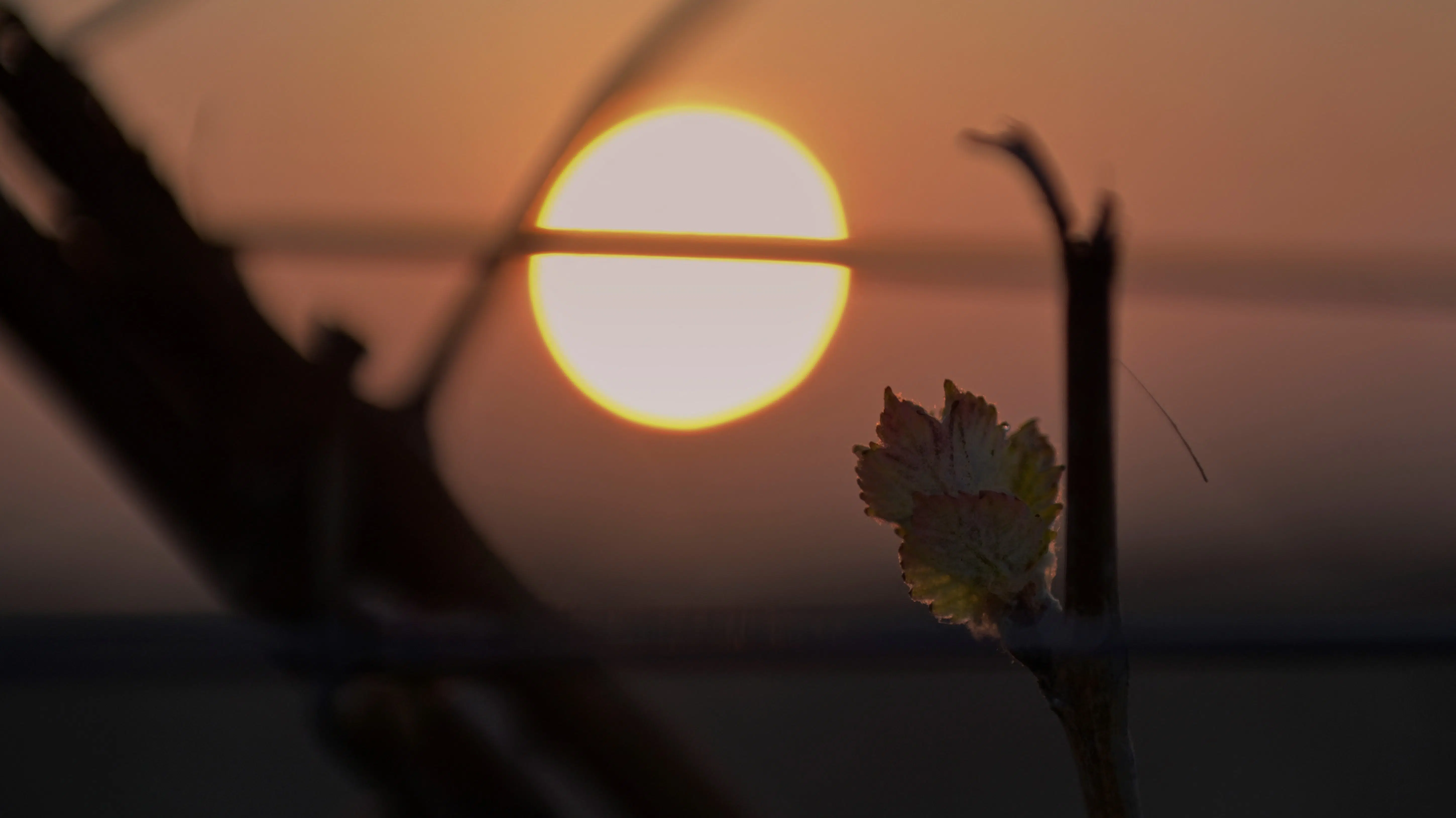 sole
