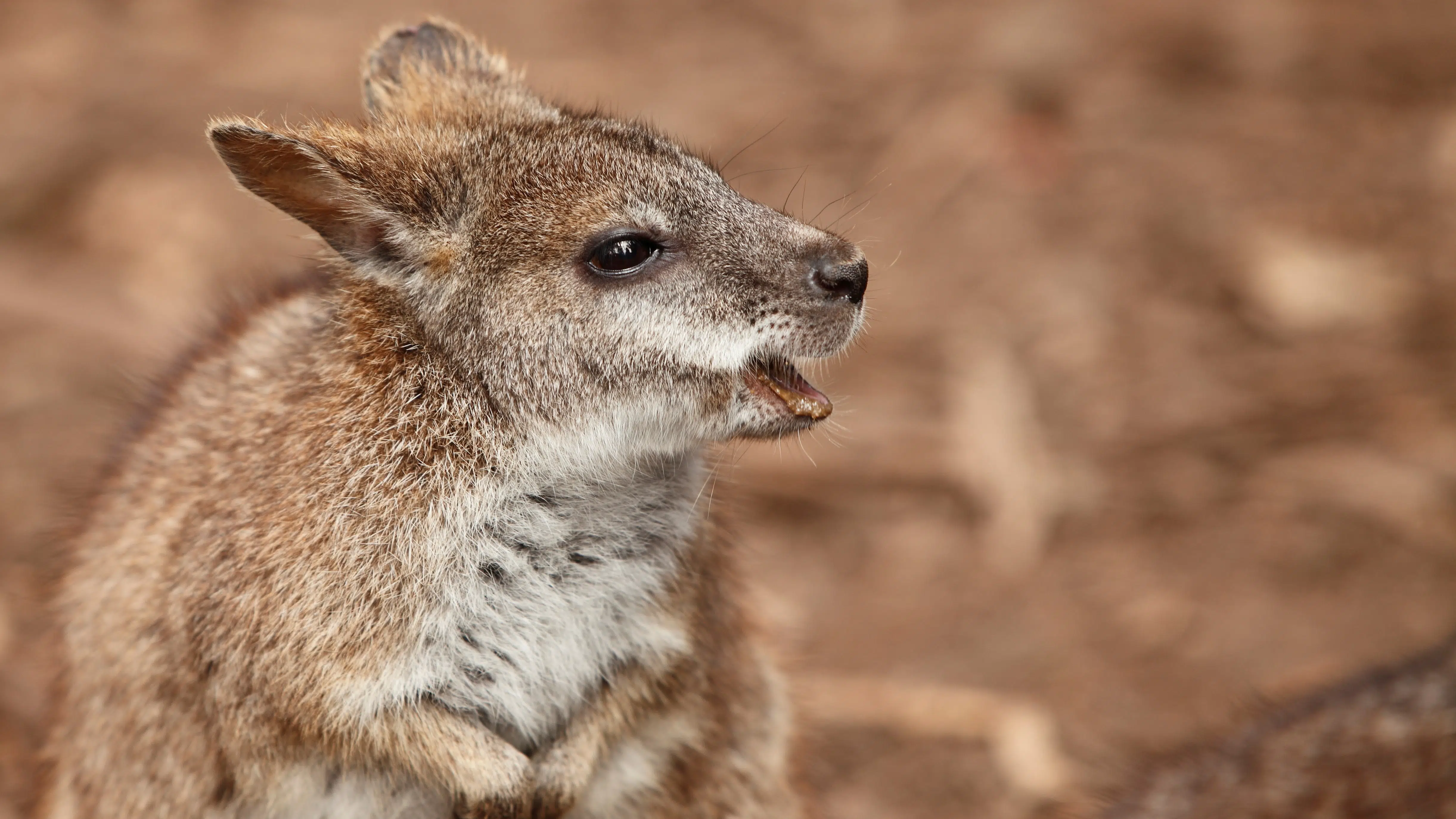 Marsupiali, serpenti, cavallette: in Australia 15 specie in via di  estinzione - Geagency