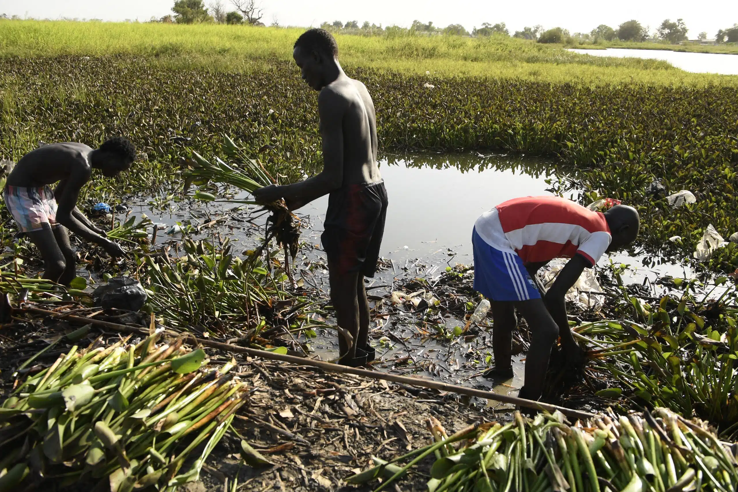 Sud Sudan - giacinto - Bentiu