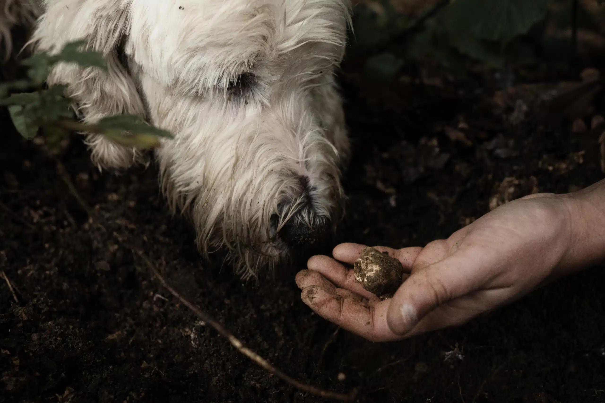 Il tartufo bianco minacciato dal clima: associazione cerca di salvare l’oro d’Italia